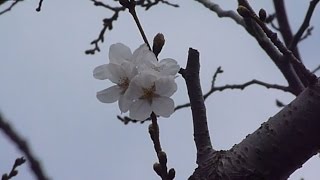 鹿児島市で桜開花 全国で最も早く