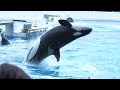 ran s cute behavior heartwarming time with stella and her trainer orca performance suma sea world