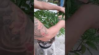 TRIM BONSAI 2025 #shorts #bonsaibeginners #stressreliever #kuyazamvlogs