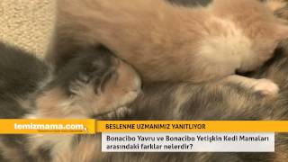 Bonacibo yavru ve Bonacibo yetişkin kedi mamaları arasındaki farklar nelerdir?