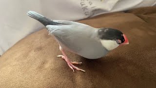 遊んでる途中で寝てしまう文鳥  あずき　Java sparrow