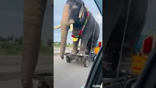 #wild #elephant #viral #animals #youtubeshorts #shorts