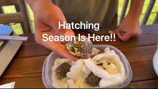 Hatching Season Is Here !