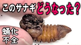 完全なサナギになれなかったカブトムシの運命は？なにひとつうまくいかないんだけど…