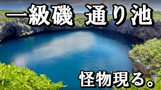 【通り池】伊良部島のモンスター達とガチンコバトル！！