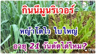 กินนีมูนริเวอร์ หญ้าโตไว ใบใหญ่ รอบตัดไว สายพันธุ์ใหม่ น่าปลูก