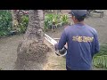 dangerous cutting of coconut tree hitting the native house @frednelvlog