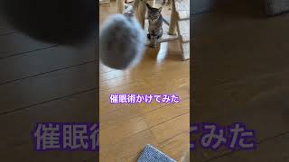 猫に催眠術かけてみた #可愛い #vlog #猫動画 #癒し #cat #おもしろ #保護猫 #もふもふ #猫 #ねこ動画