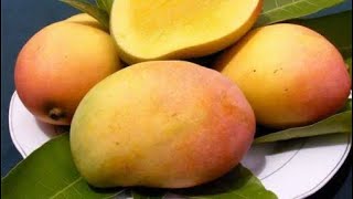 रंगीन आम ज़ाफ़रान का आम I Zafran mango I khan nursery I #agriculture I#plants I#mango