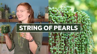 String of Pearls Succulent - The Ultimate Guide