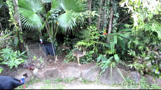 jumping cassowary chick