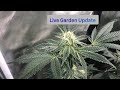 Seed To Harvest Week 5 Flower Spiderfarmer g4500 Grow Light Organic Cannabis Grow