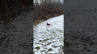 Sledding with tubes is so much better #snow #winter #sled