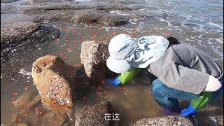 近海螃蟹海螺成堆上岸，弃在海边没人要，两百一斤大货等着皮皮抓