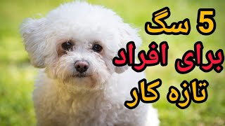 5 تا از سگ ها برای افراد تازه کار | سگ های برای افراد تازه کار