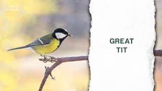 A Study about the Great Tit in the UK since 1947