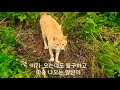 길냥이 육아 ep4 비오는 날 귀여운 아기고양이들.rainy day kitten .