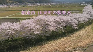 朝来市 山東町の桜並木　Cherry blossom trees in Santou, Asago City