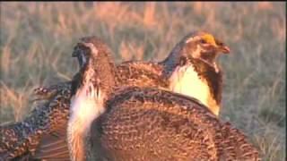 FEDS SIGN AGREEMENT TO PROTECT SAGE GROUSE