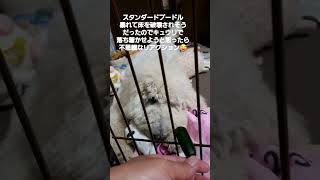 スタンダードプードル2022.12.31生まれ・もうすぐ5ヶ月🐩