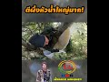 ตีผึ้งหลวง หัวน้ำใหญ่มาก ผึ้งป่า