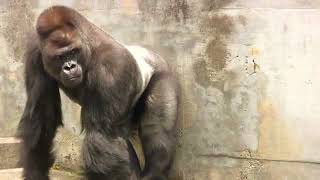 東山ゴリラ シャバーニ家族の日々50 Shabani gorilla famil 2017