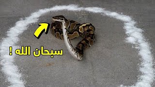 ئـەگەر مار بە خوێ دەورە بدرێت چی ڕودەدات ..😳سەیرترین ڕێگاکان