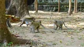 Amber troop monkeys vs Amari troop monkeys fighting