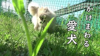 喜ぶ顔がみたくてドッグランへGO！　ポメチワミックス子犬ポン太