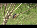 野鳥：カワセミ 雄雌／水浴び－餌獲り