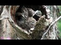 steenuil athene noctua little owl