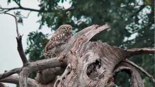 steenuil  Athene noctua Little owl