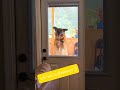 Let me in Hooman !!! #dogs #funnyshorts