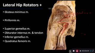 Gluteal Hip Region - Dissection Supplement