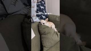 【チワワのミエル】おはようございミエル🐶#チワワとの暮らし #チワワ #chihuahua #dog #癒し #今日のわんこ #goodmorning