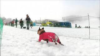 2016 10th 白馬ワンワン運動会