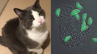 Cat parasite takes control of our immune system