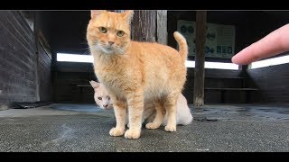 チビ猫さんの後ろで小さく隠れる親分猫【地域猫】【野良猫】