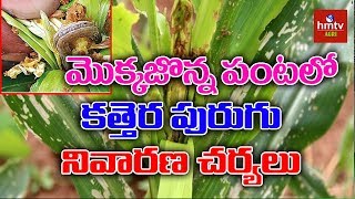 Fall Armyworms (కత్తెర పురుగు) Management In Maize : Identification,  and Control | hmtv Agri