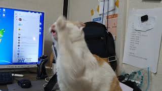 격렬한 고양이 재채기 (feat. 거대코딱지)Cat's sneezing