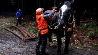 Horse Logging in Hachinohe  【馬搬 in八戸】