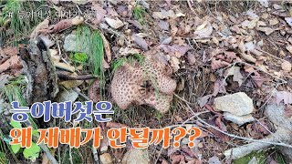 능이버섯 이야기8편 - 능이버섯은 왜 재배가 안될까? -