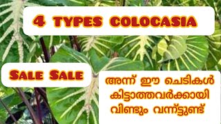 6 ഇനം Colocasia  എത്തിയിട്ടുണ്ട്  WhatsApp number 9048533313 😍🤩 #gardenplants #garden #Colocasia