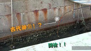 古代繩神魚！？前打漁港神秘魚種第三集 前打 路亞  磯釣 台灣釣魚