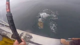 Insane School Of Halibut Jumping Out Of The Water!!