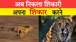 Kuno National Park || 2 चीतो को जंगल में छोड़ दिया ||#cheetah #kunonationalpark