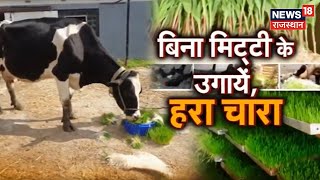 Annadata | बिना मिट्टी के उगाए पशुओं के लिए हरा चारा, देखिए क्या है Hydroponic तकनीक | Latest News