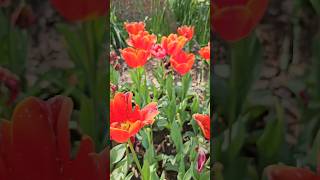 Tulip festival at Araluen botanical gardens in Perth WA. #araluen #tulips #perth #botanicals