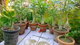 Adenium K Caudex Ko Mota Krne Ka Sab Se Asaan Tareka