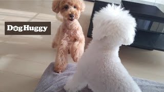 トイプードルのソウルくん【DogHuggy お預かり動画‎´•ﻌ•`🐾】